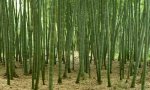 
Phyllostachys Edulis