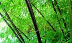 
Phyllostachys nigra - Bambù Nero